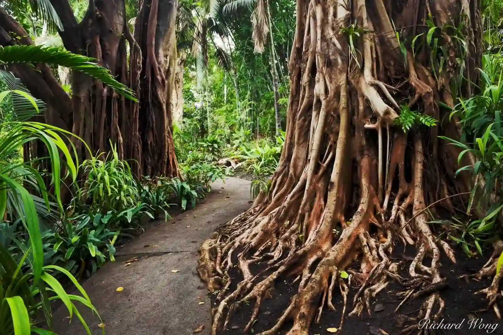 Foto van een jungle tuin, een tropische planten oase
