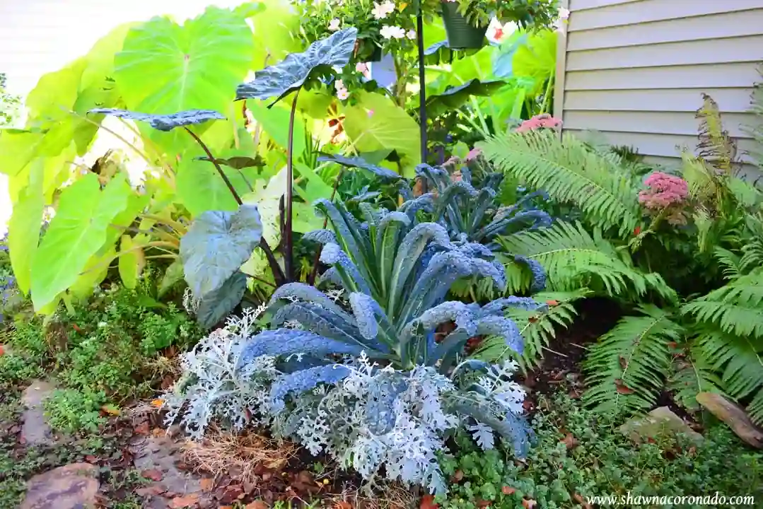 Foto van een jungle tuin, een tropische planten oase