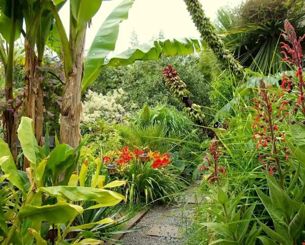 Foto van een jungle tuin, een tropische planten oase